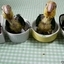 Baby Parrots in Bowls