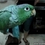Parrot Cries Like a Baby