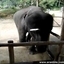 Dancing Baby Elephant Plays The Harmonica