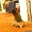Kitten Riding a Turtle
