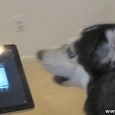 Husky Dog Sings
