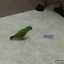 Parrot Got Talent