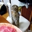 Cute Standing Kitten