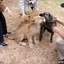 Lions and Dog Friendship