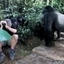 Gorillas First Met a Human