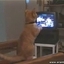 Hilarious Cat Watching Box