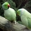 Two Sweet Talking Parrots