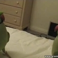 Talking Parrots