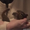 Little Squirrel