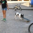 Dog Riding Skateboard