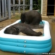 Baby Elephants in the Pool