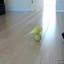 Parrot Playing With a Ball