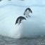 Penguins Playing on Iceberg