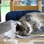 Dove vs Cat