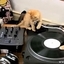 Kittens on DJ Decks