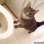 Kitty Is Fascinated By Flushing Toilet