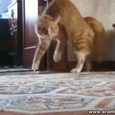 Hilarious Walking Cat