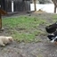 Food Defender! Puppy vs Ducks