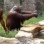Orangutan Cools Off Like A Human