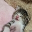 Sleepy Kitten Waking Up