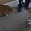 Cat vs Cat Balloon