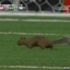 Funny Squirrel Invades Soccer Field