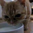 Cute Cat Drinks Milk