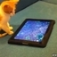 Kitten Plays With Virtual Fish