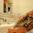 Cleaning Hedgehog With Toothbrush
