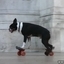 Awesome Skateboarding Dog in Paris