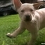 Cute Puppies at Slow Motion