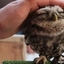 Cute Lovely Owls