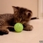 Cute Blind Kitten Plays With Ball