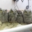 Incredibly Cute Baby Owls