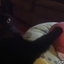 Awesome Cat Gets Baby to Sleep