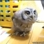 Cute Dubstep Owl