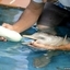 Ten-Day-Old Orphan Dolphin 3