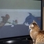 Pets Watching TV