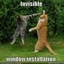 The Best “Invisible” Cat Pictures