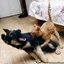 Dog and cat fight