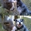 The Cutest Animal Friendship