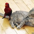 Parrot and cat