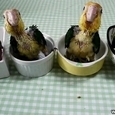 Baby Parrots in Bowls