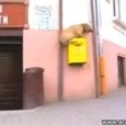 Awesome Parkour Dog