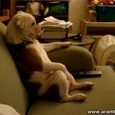 English Bulldog Is Watching TV