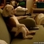 English Bulldog Is Watching TV