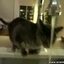 Cat Cant Figure Out How To Drink