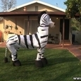 Funny Dancing Zebra