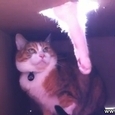 Hilarious Cat Fight in the Box