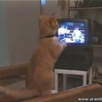 Hilarious Cat Watching Box